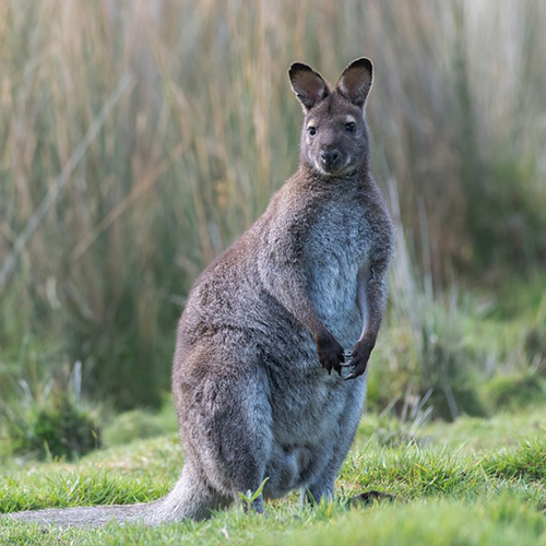 bennet wallaby maria island tasmnia native fauna