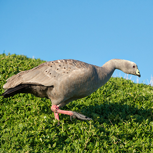 cape barren goose native maria island tasmania