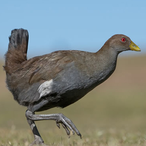 native hen maria island tasmania