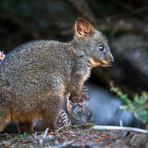 pademelon native australian marsupial maria island tasmania