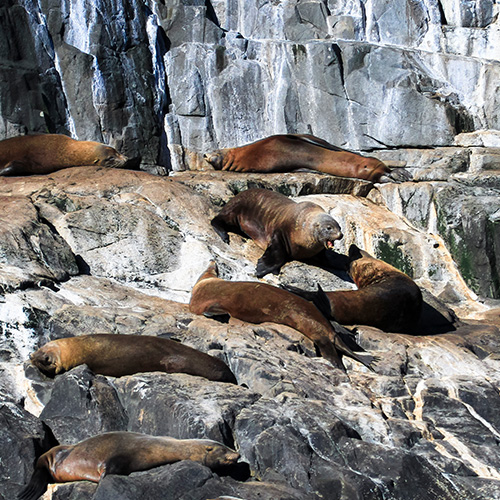 seals at maria island tasmania