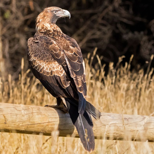 wedge tailed eagle front maria island tasmania