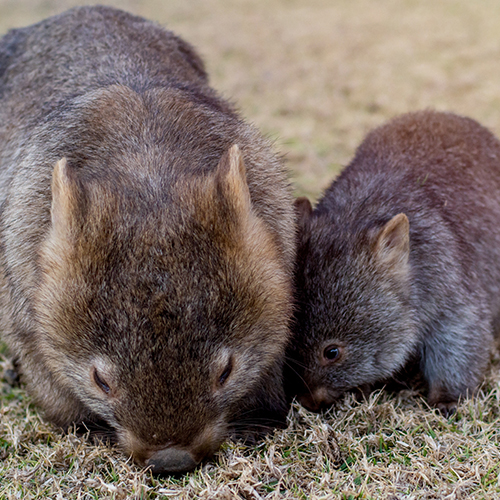 womabts on maria island tasmania native fauna