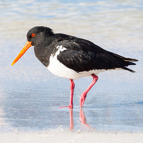 waterbirds maria island tasmania