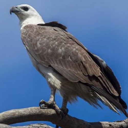 white bellied sea eagle maria island