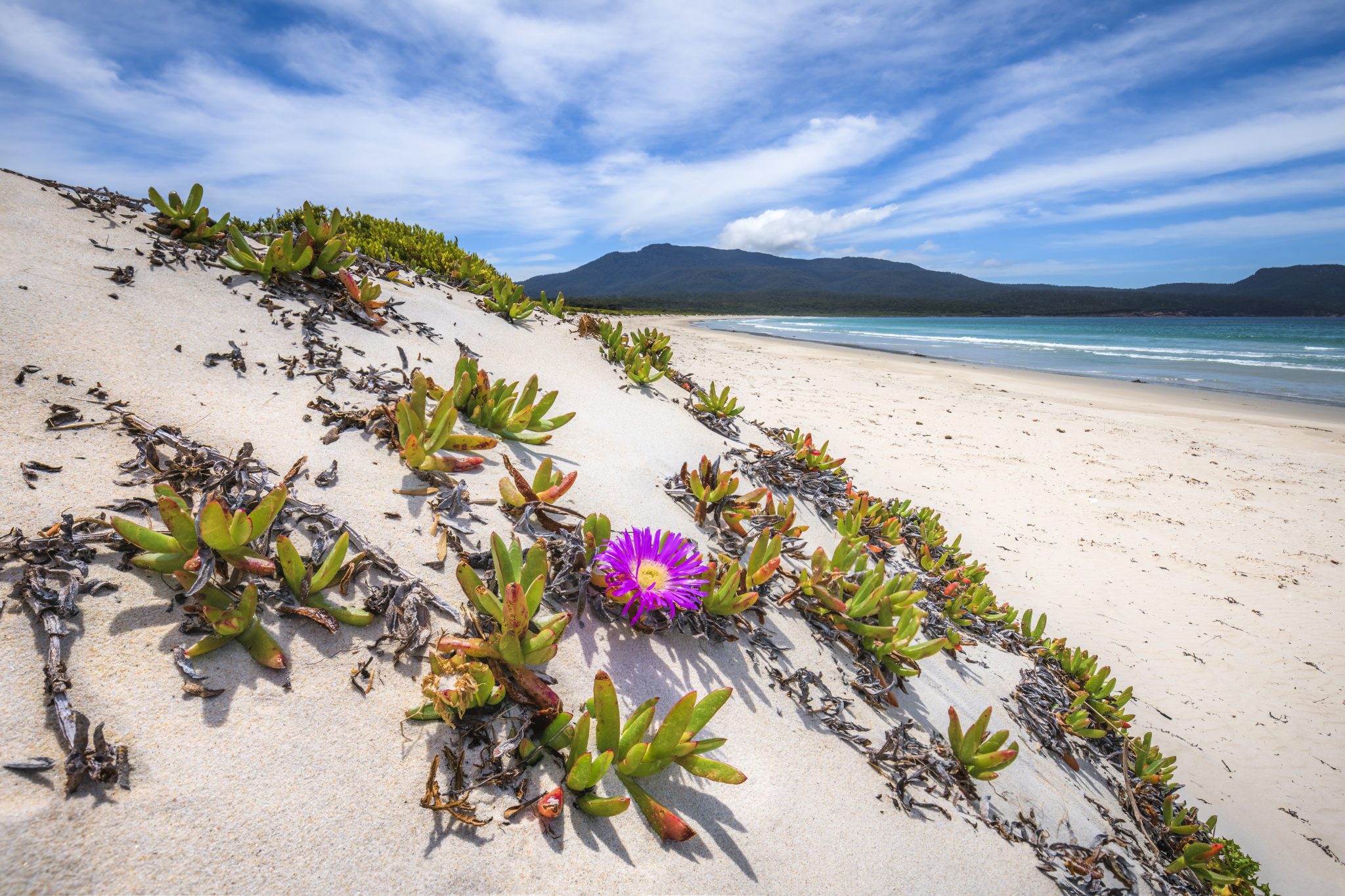 Pigface flower on the Isthmus Maria Island Tasmania