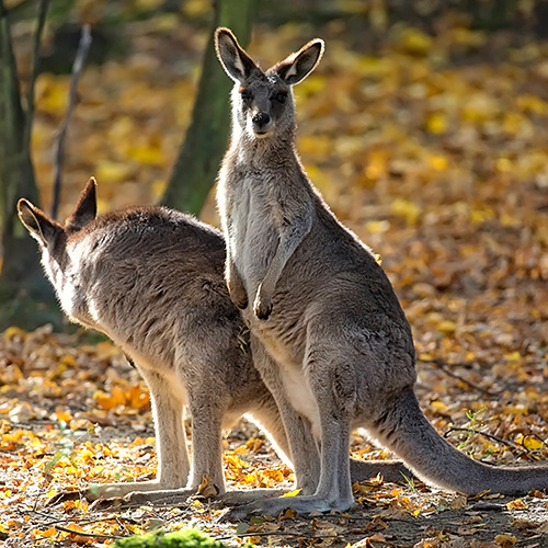 eastern grey kangaroo maria island native tasmania