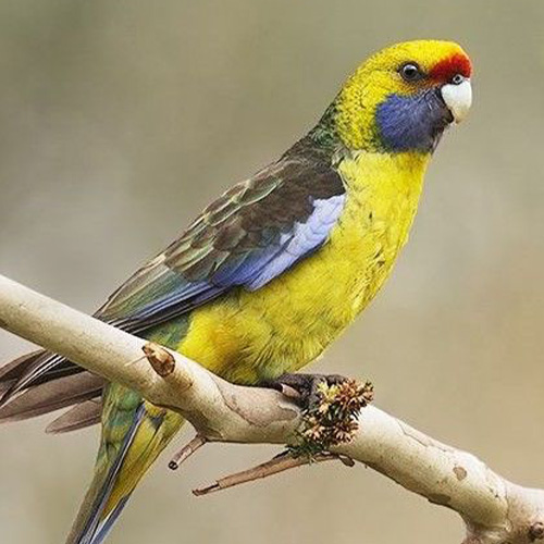 parrots maria island walk tasmania