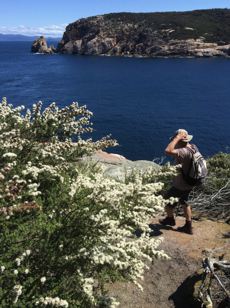 Maria Island Hike lookout wattle native