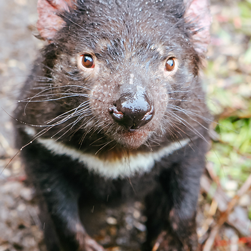 tasmanian devil on maria island tasmania endangered animal native