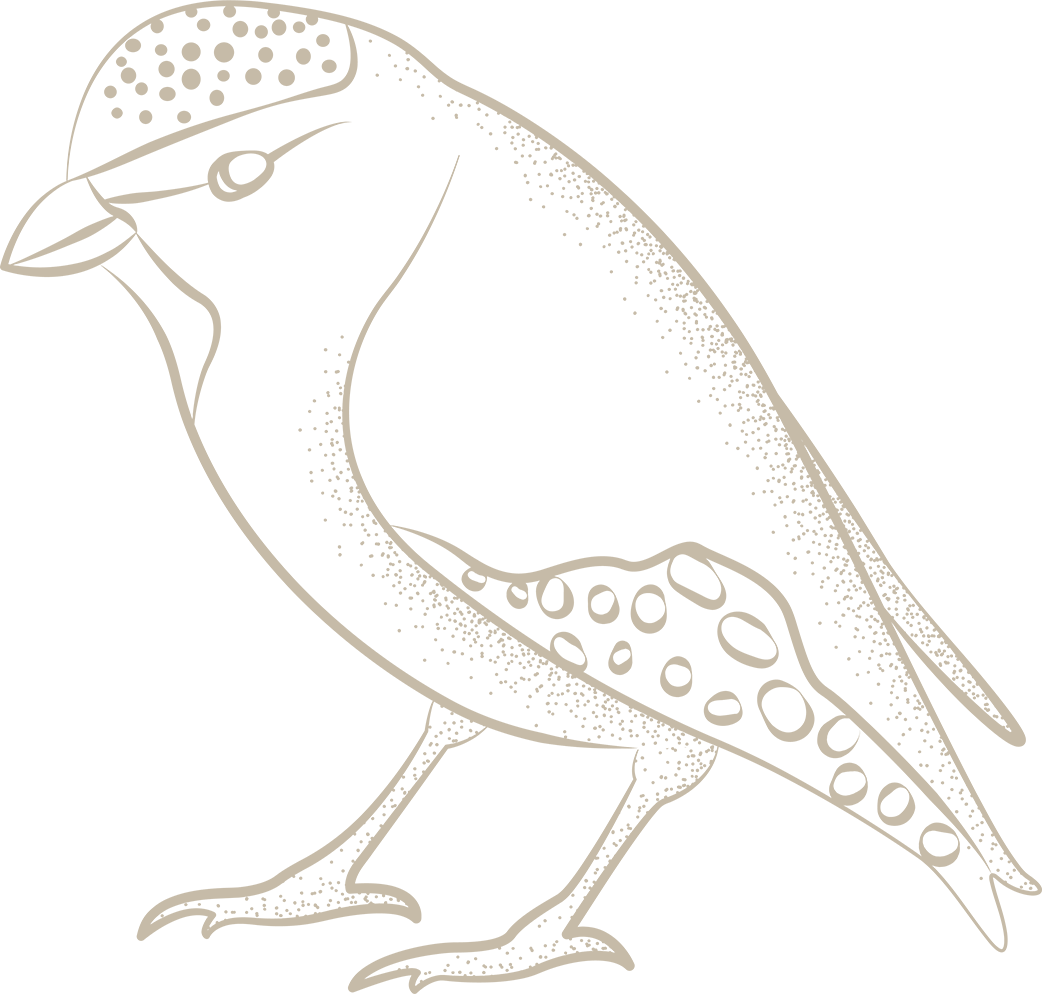 Forty spottd pardalote bird native australian flora